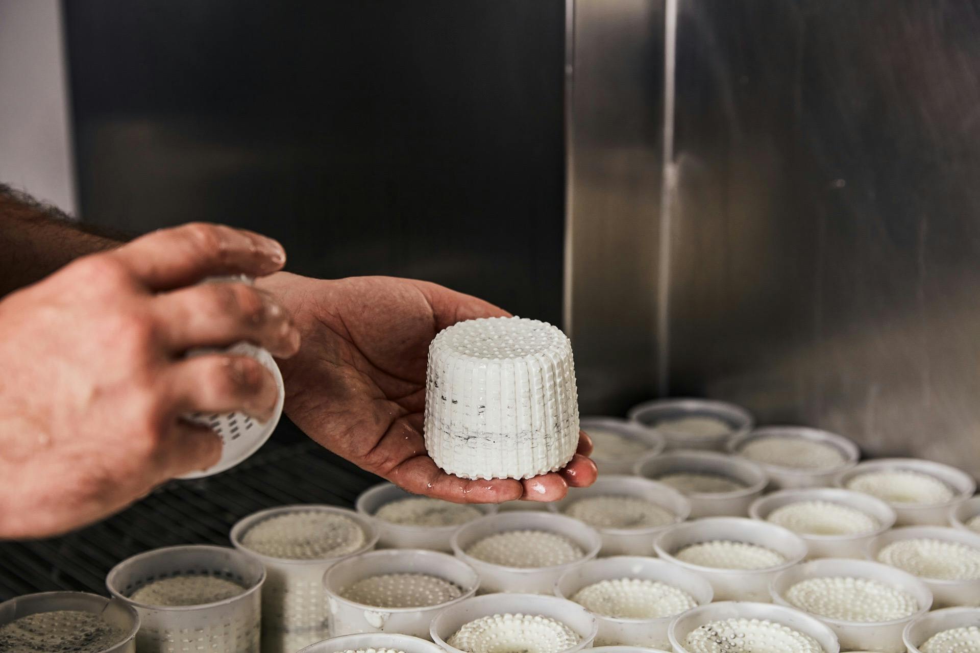 Turning newly made cheeses