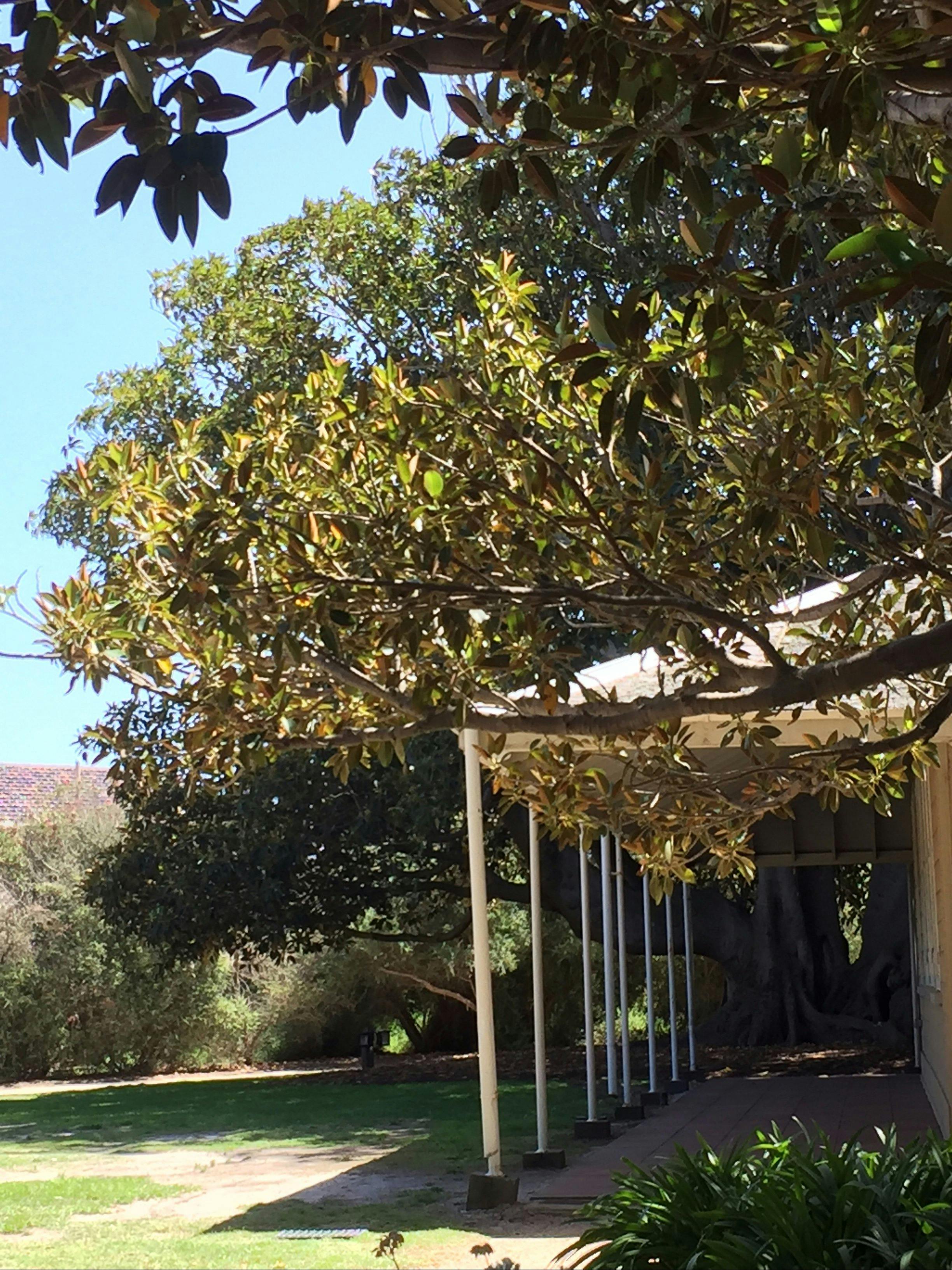 Moreton Bay Fig Tree at Black Rock House