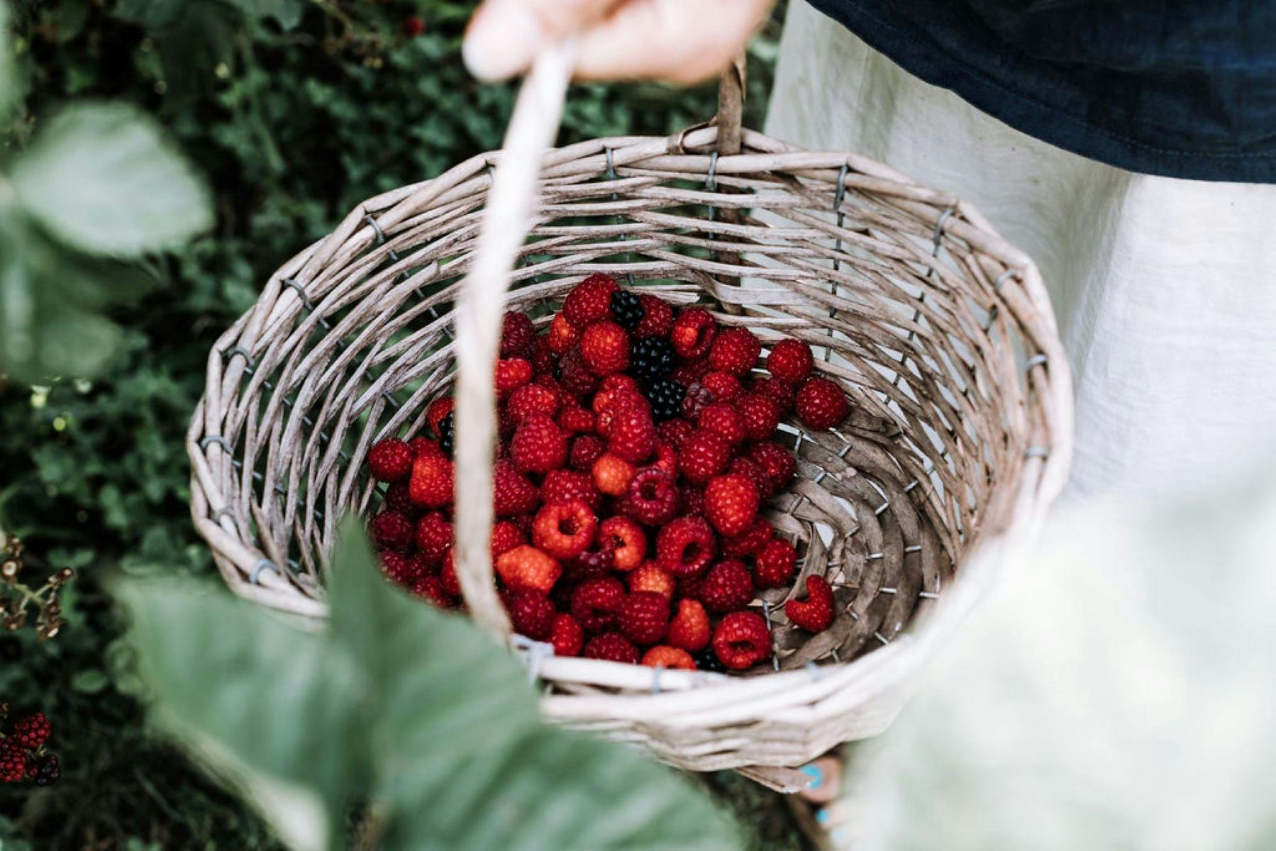 fresh organic raspberries