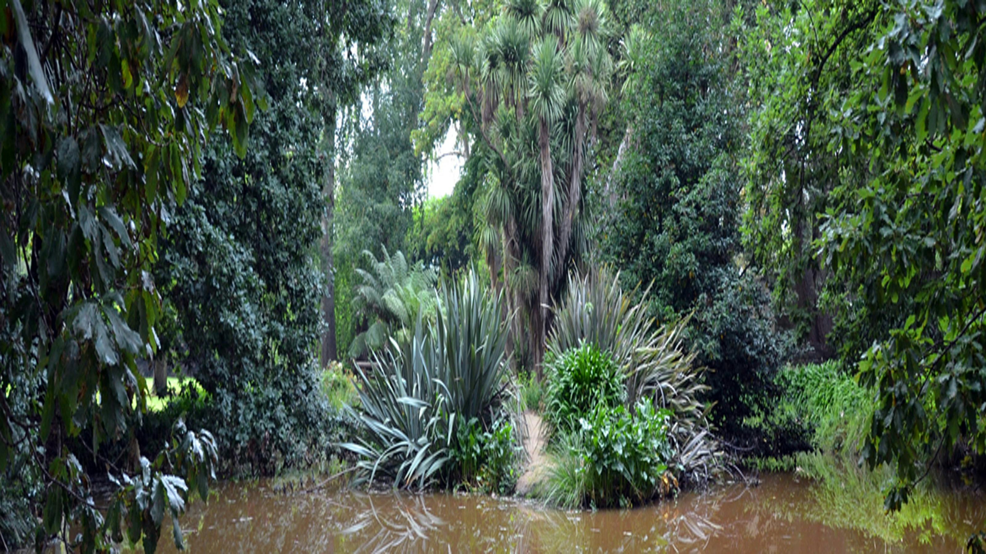 Partially shown pond with muddy water with bushes and trees behind