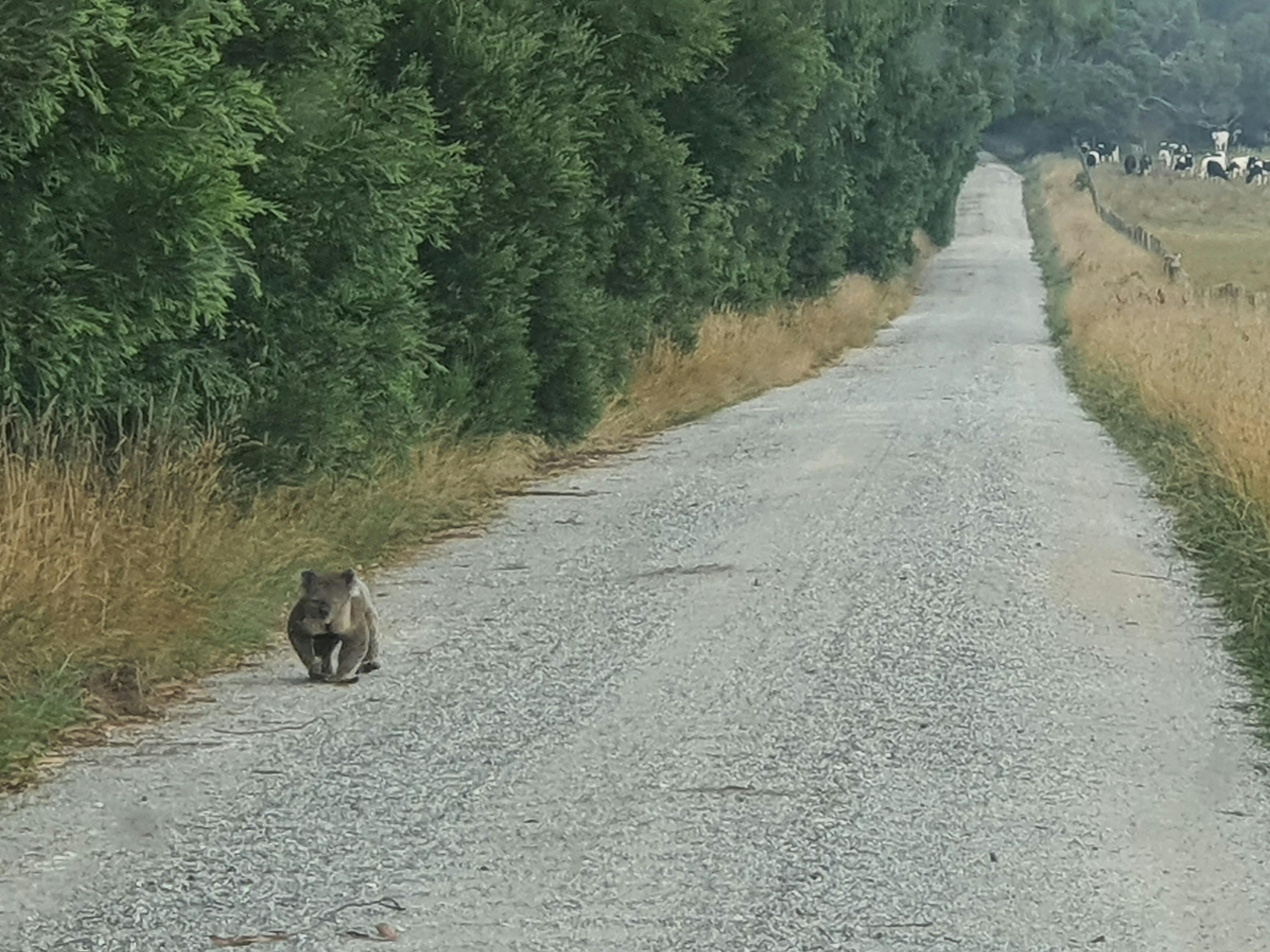 You may even spot a koala going for a stroll around our farm!