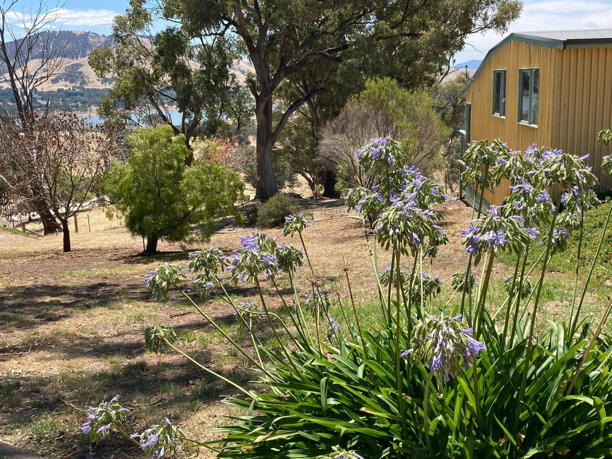 Acacia with view to lake