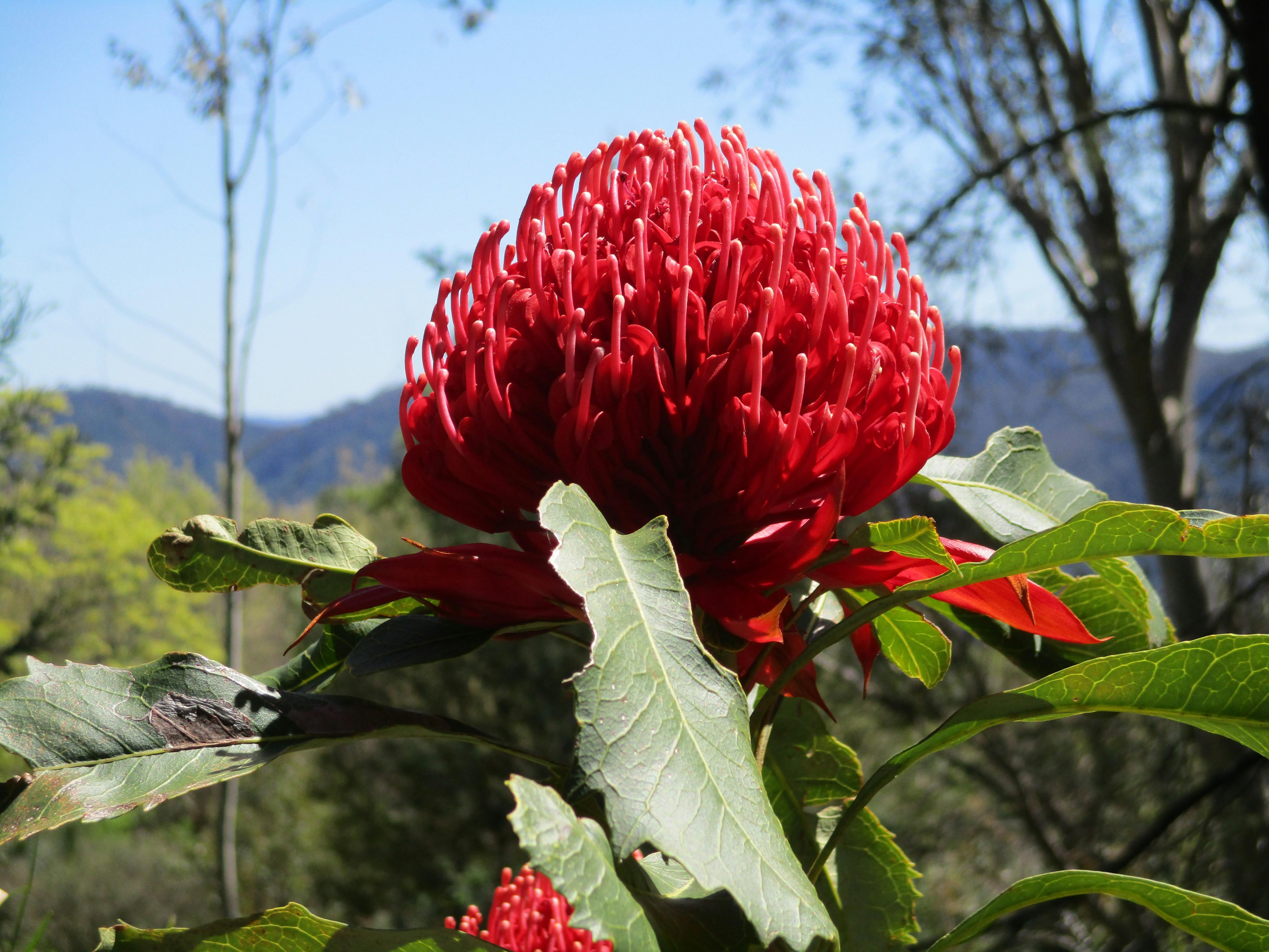 Waratah, Blue Mountains Botanic Garden, Mount Tomah