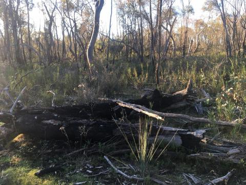 Bennies Camping Area - Alpine National Park