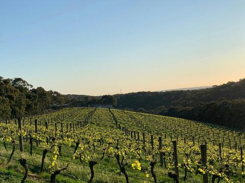 Buttermans Track Wines