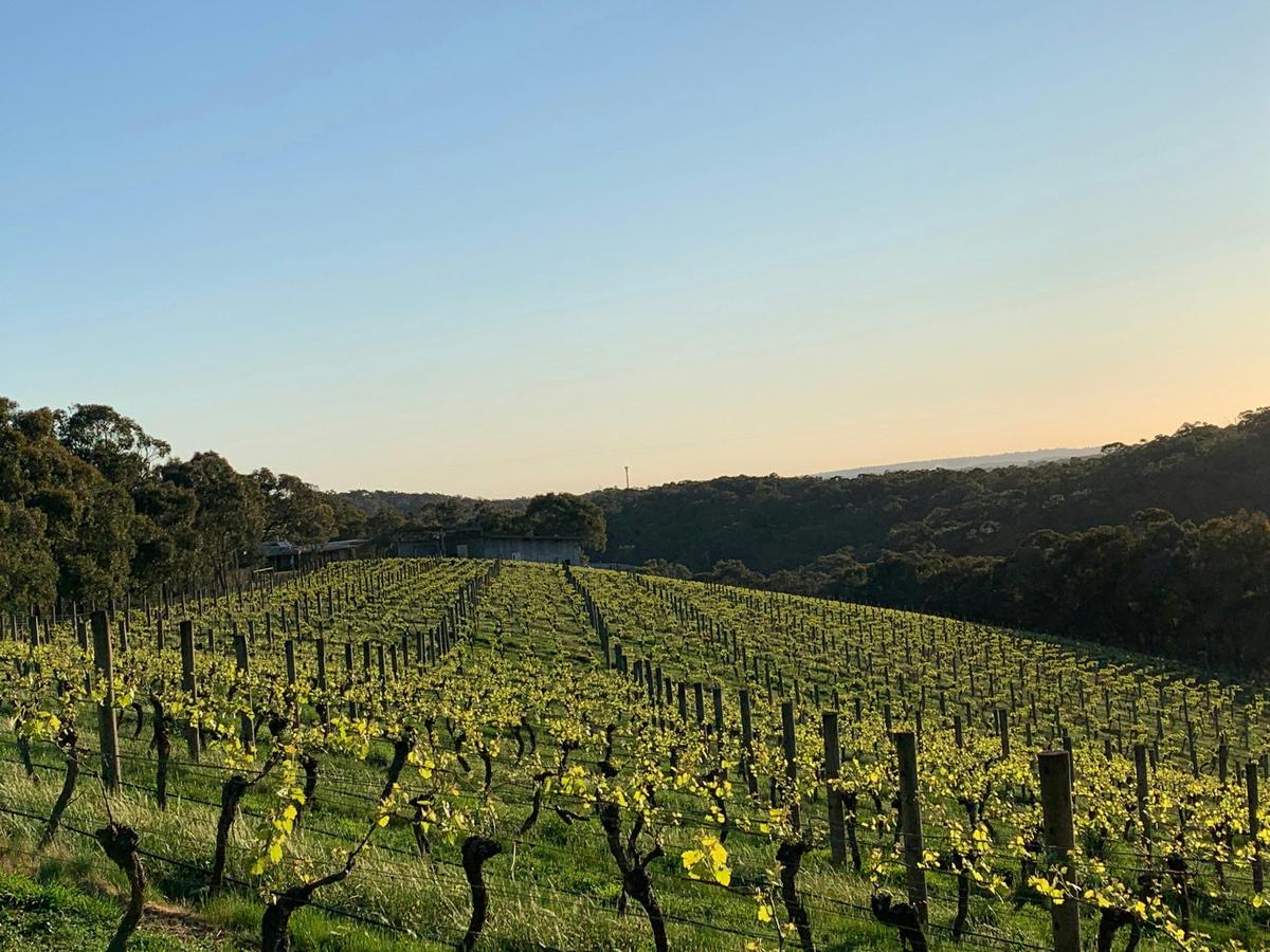 Buttermans Track Wines