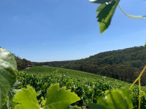 Buttermans Track Wines