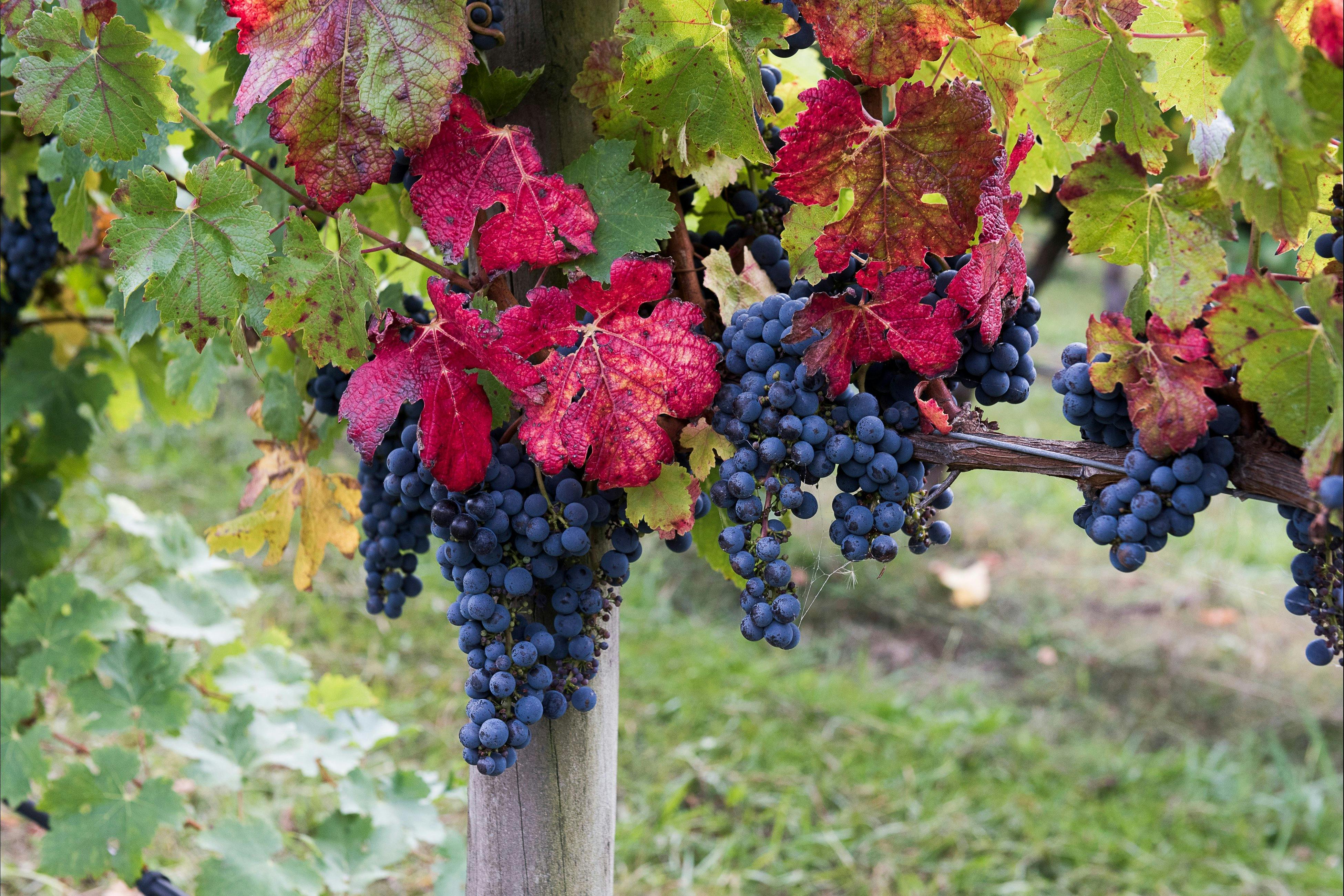 Vines just before vintage