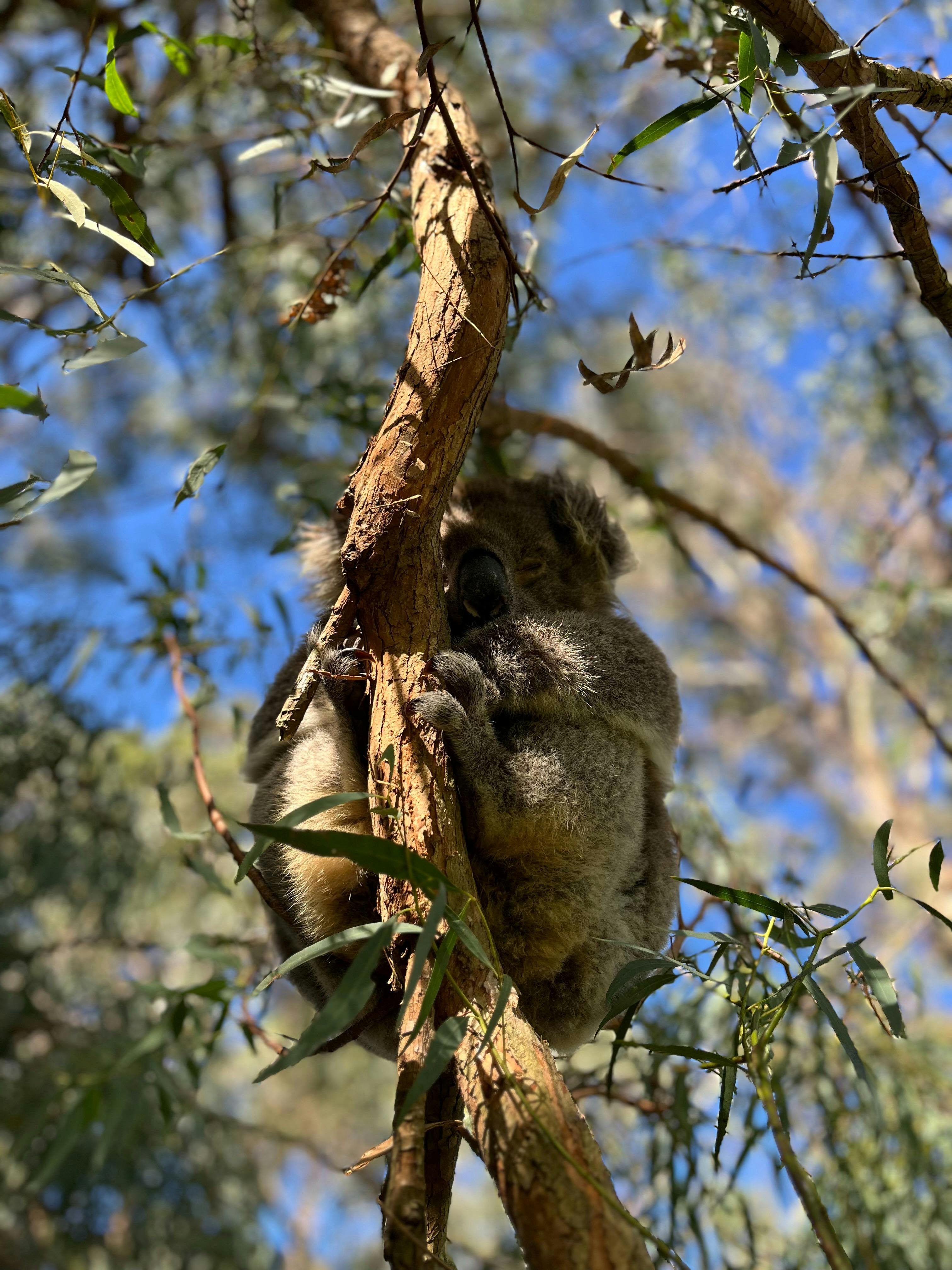 Resident Koala
