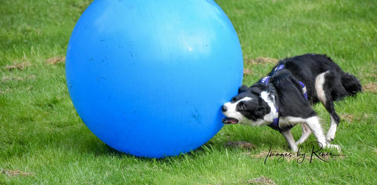 Giant Dog Ball