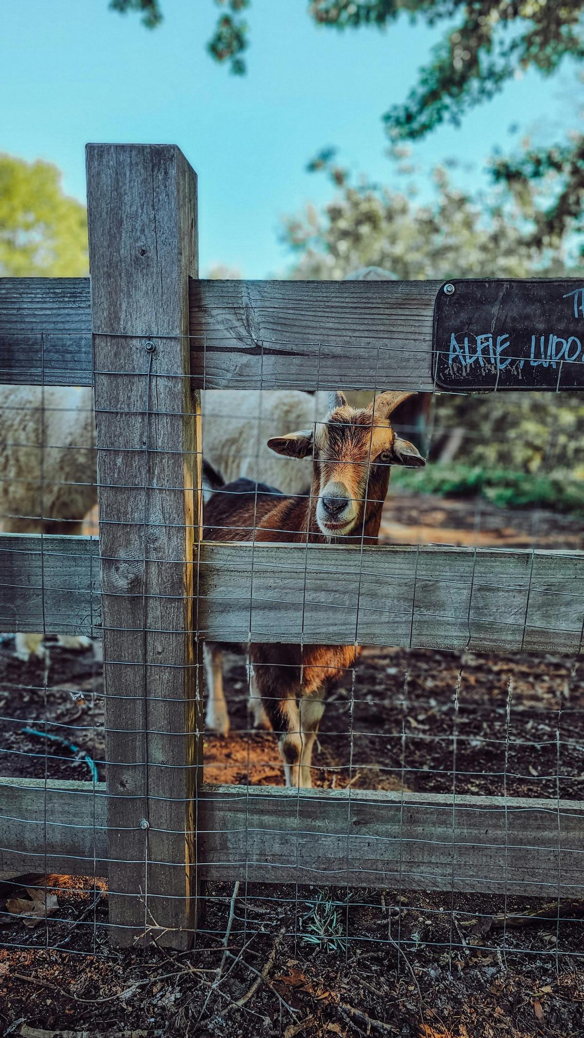 Bethanga Hotel Animals