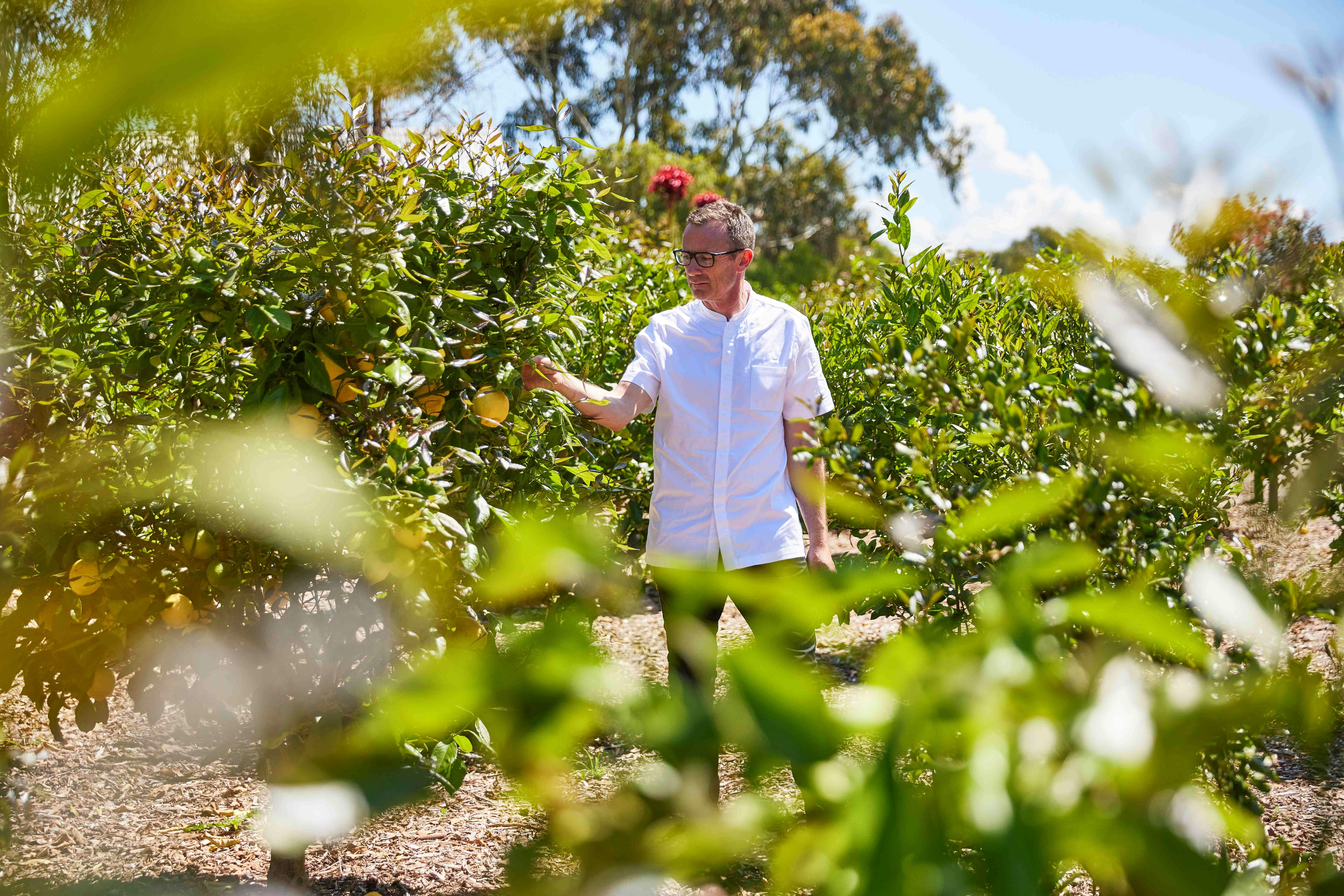 Dan Hunter in the Citrus Orchard