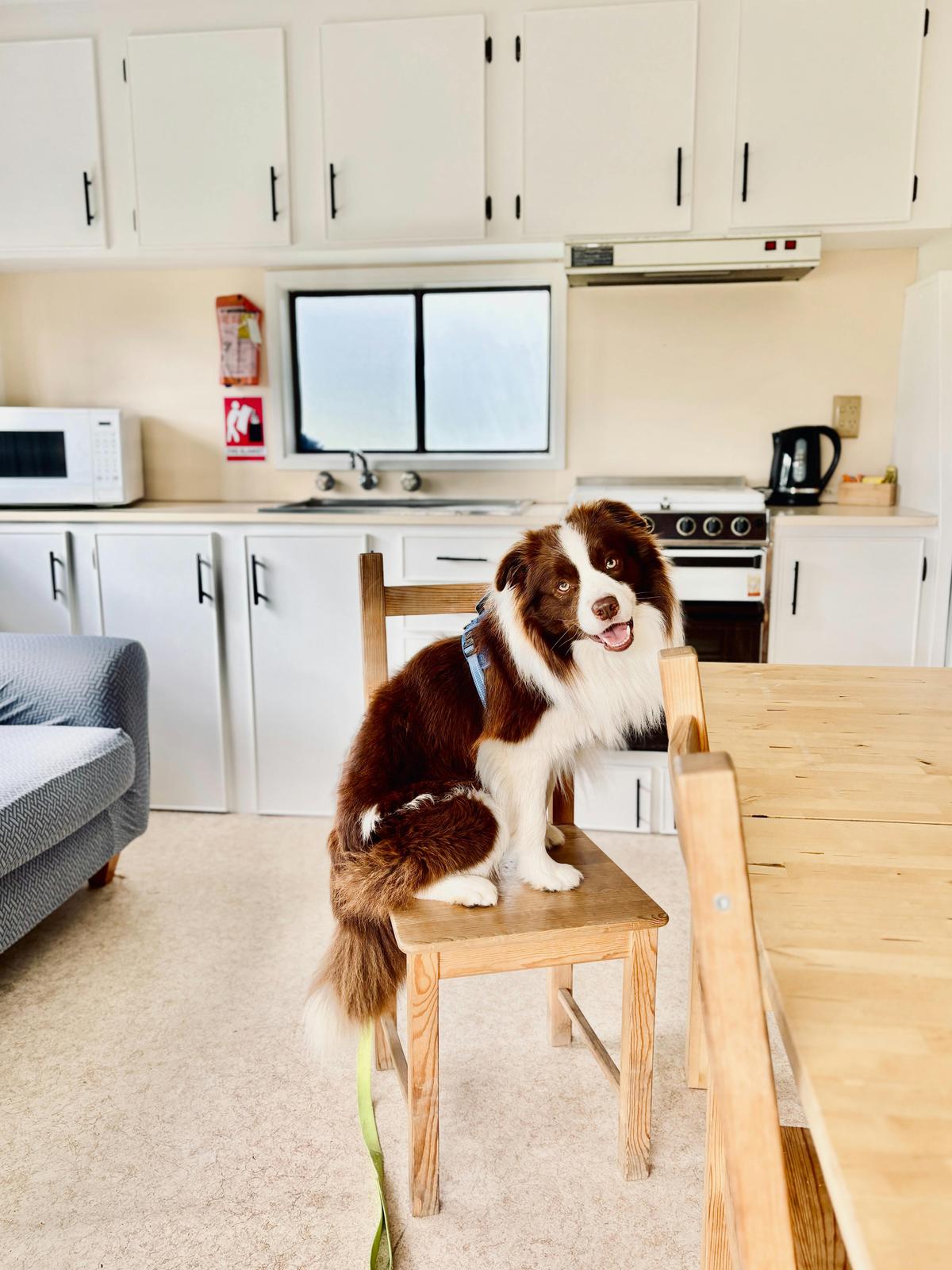 BIG4 Long Jetty Caravan Park Pet Friendly Cabin