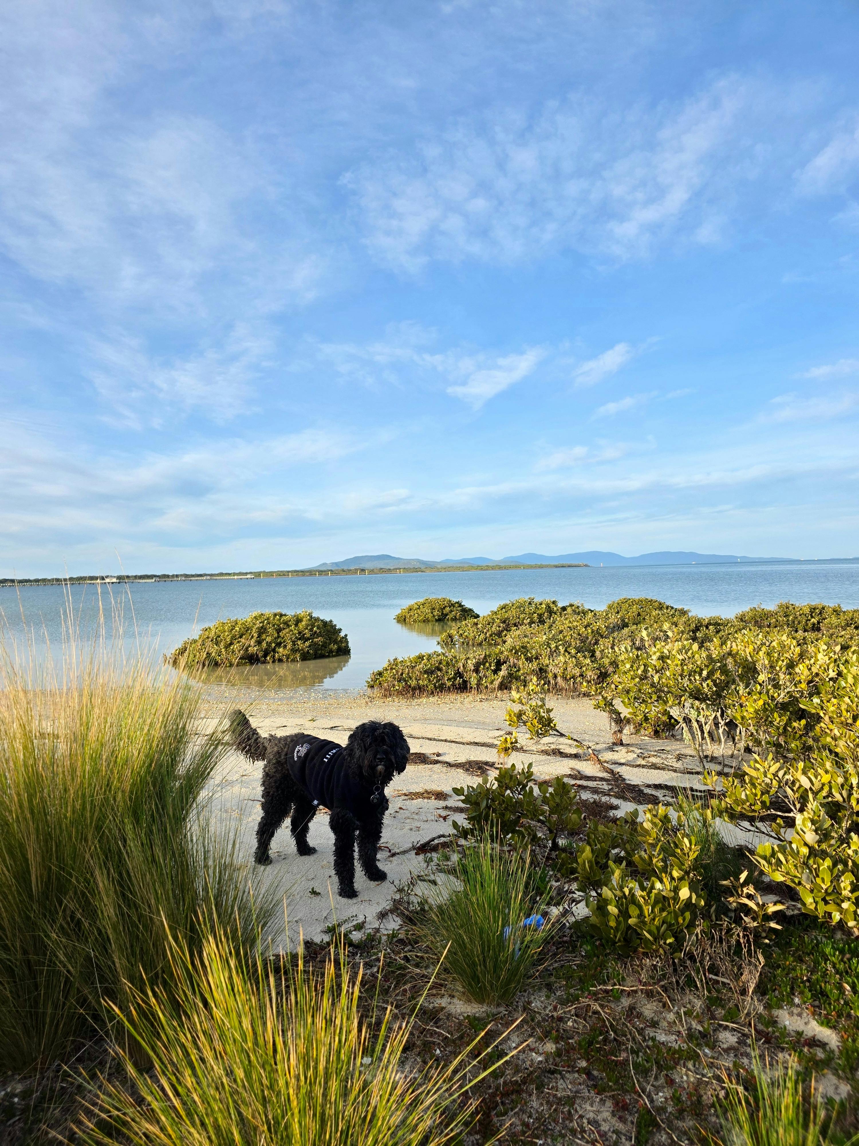 Dog on beach in front of BIG4 Long Jetty Caravan Park