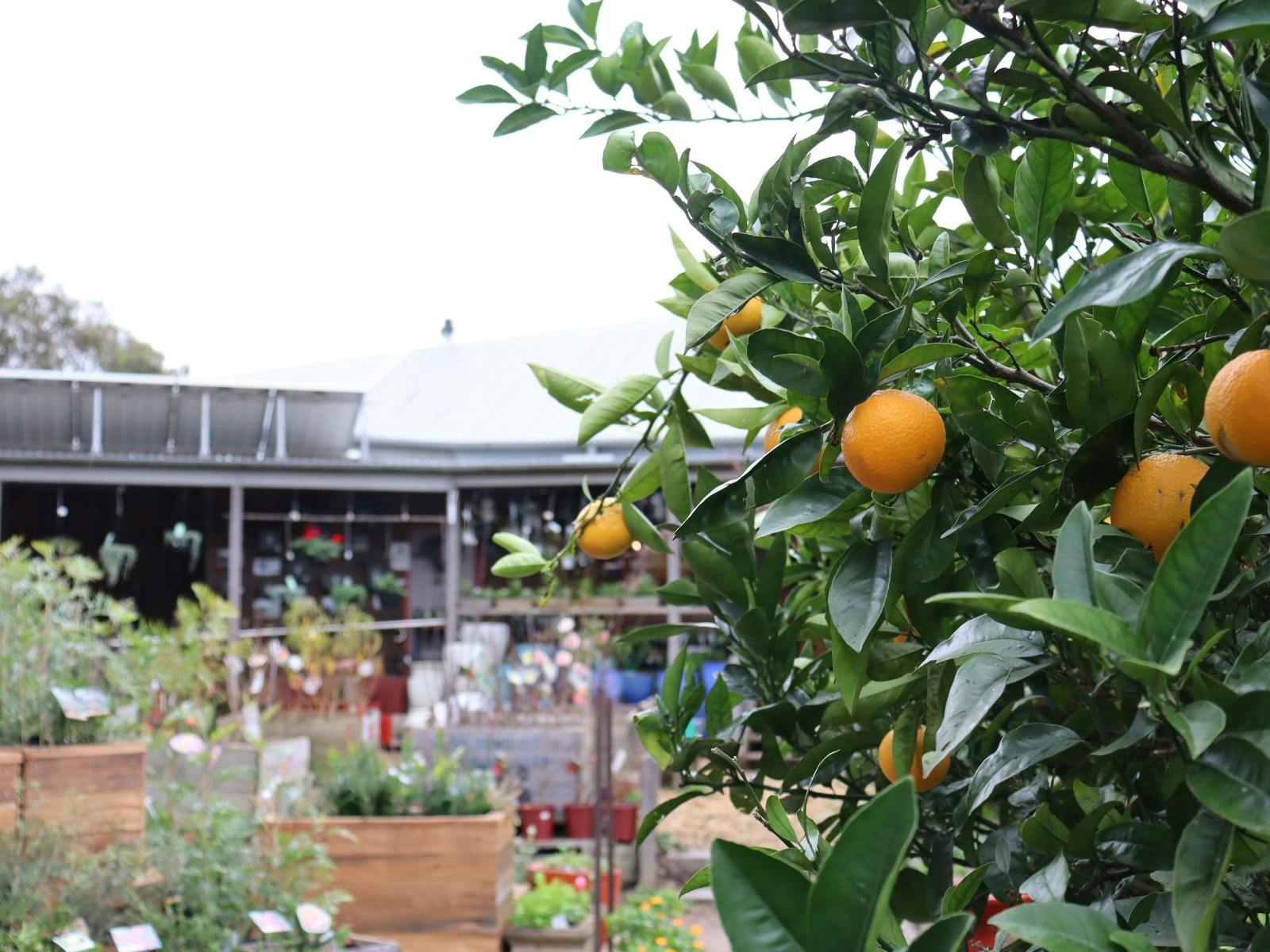 Be inspired by plantings and pairings within the Nursery and around the park.