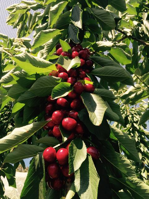 Blue Hills Berries and Cherries