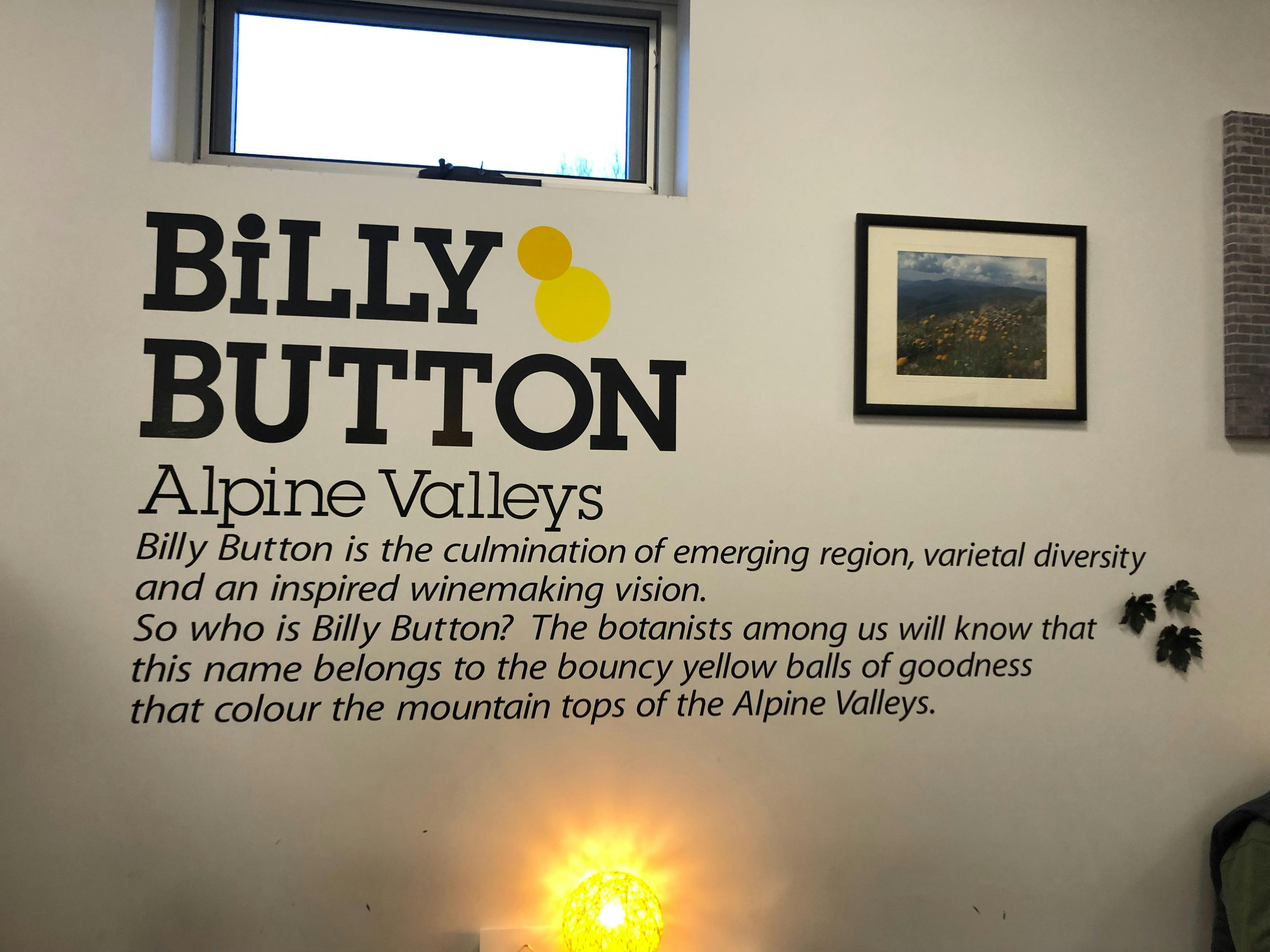Billy Button wall in Bright cellar door