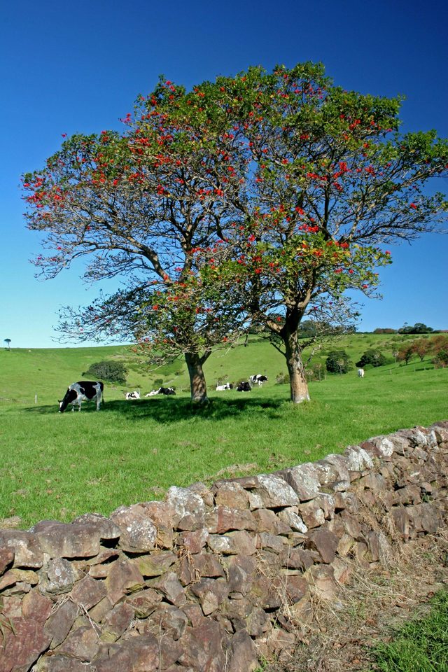 Historic Dry Stone Walls, Kiama