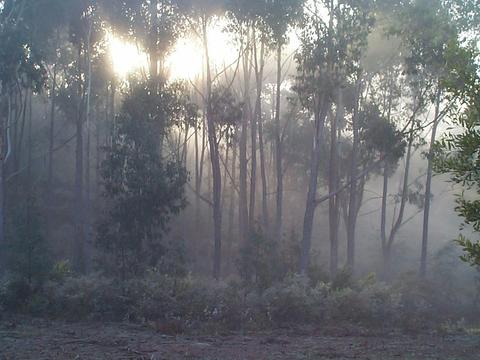 Fog in the forest
