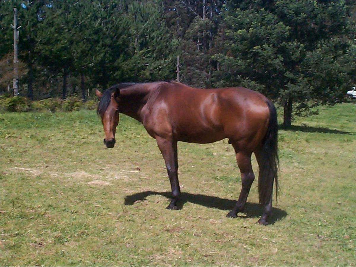 Occy - a local horse inhabitant