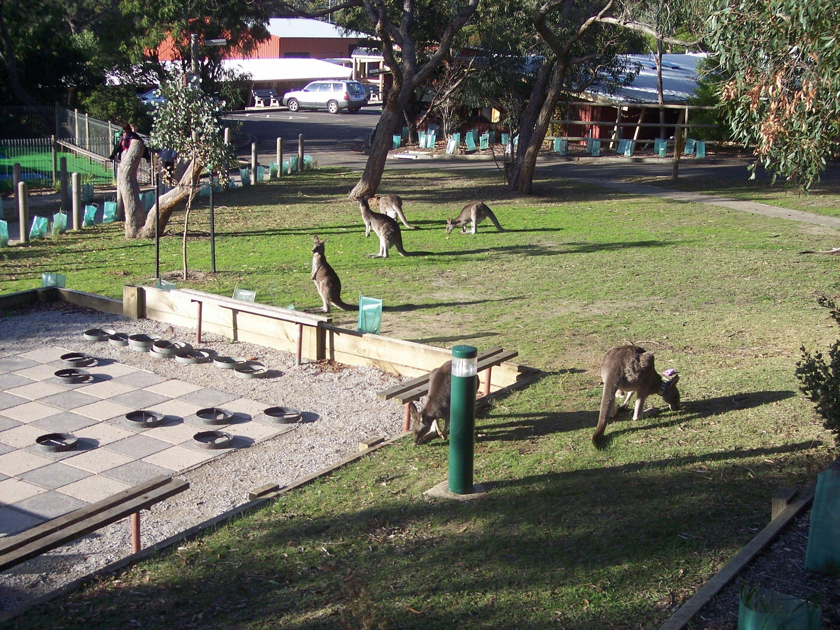 Kangaroos