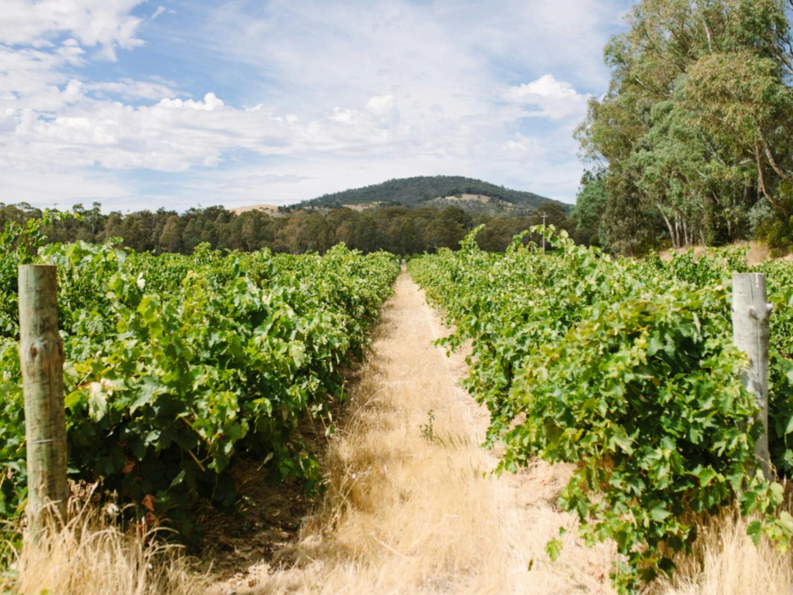 Blue Pyrenees Vineyard