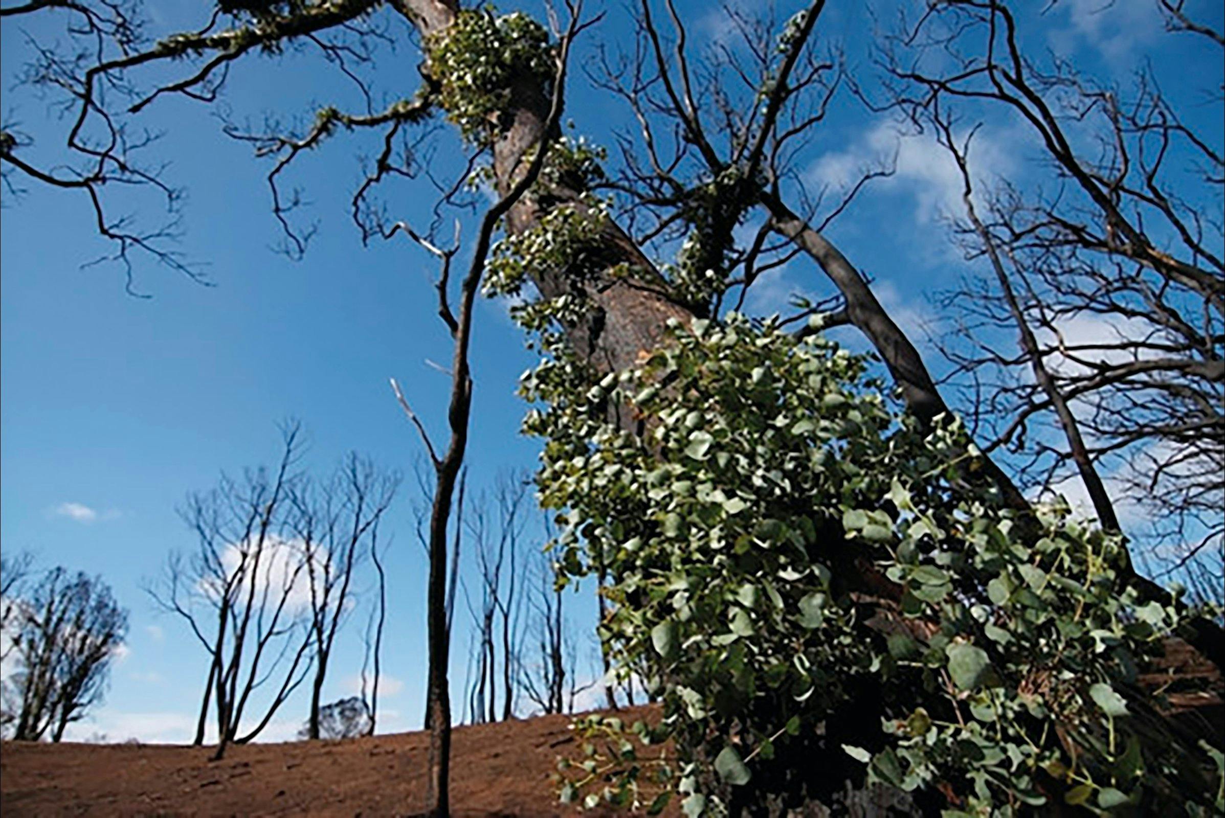 Brisbane Ranges National Park