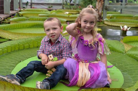Blue Lotus Water Garden