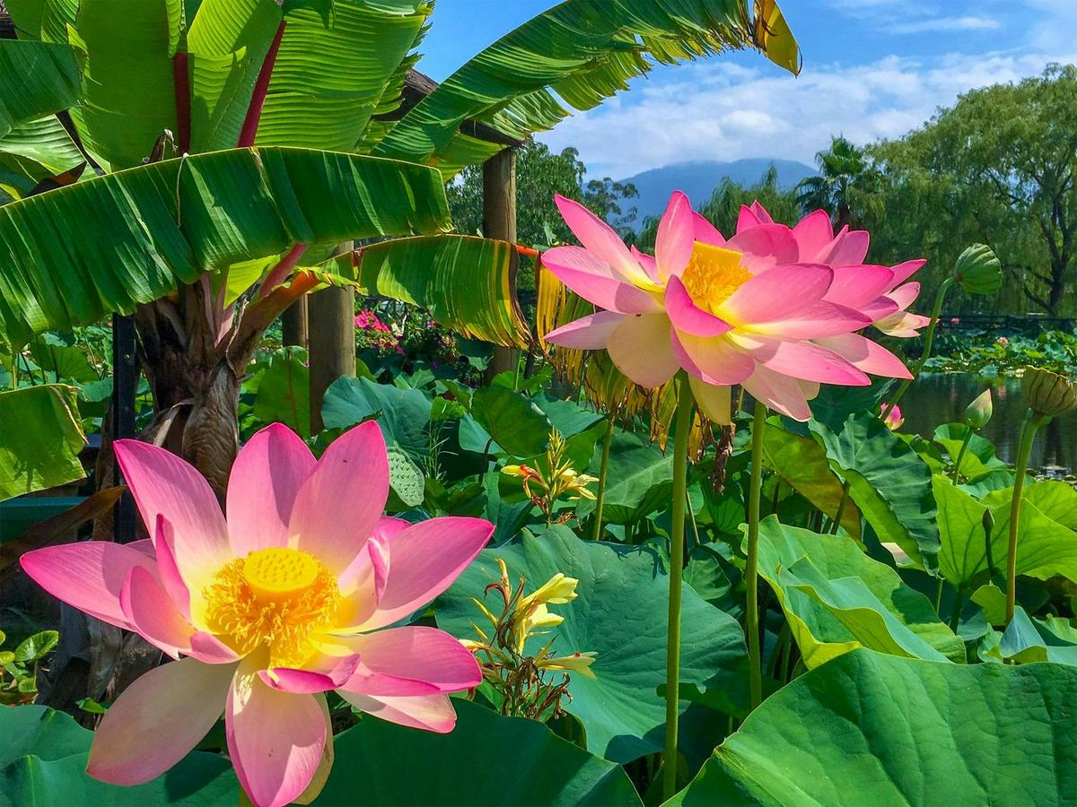 Lotus Flowers