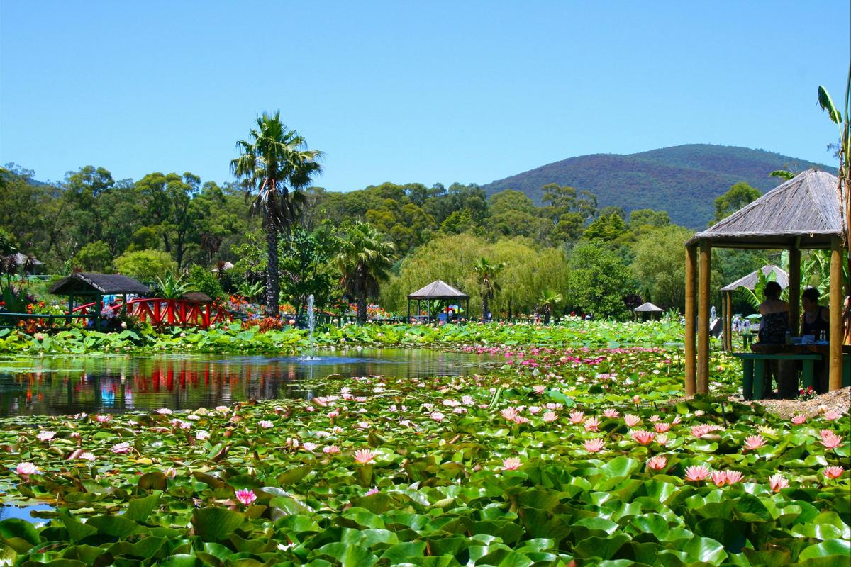Monet's Lake