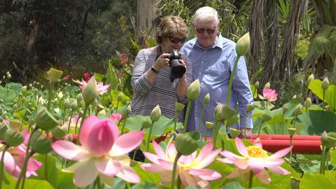 Blue Lotus Water Garden
