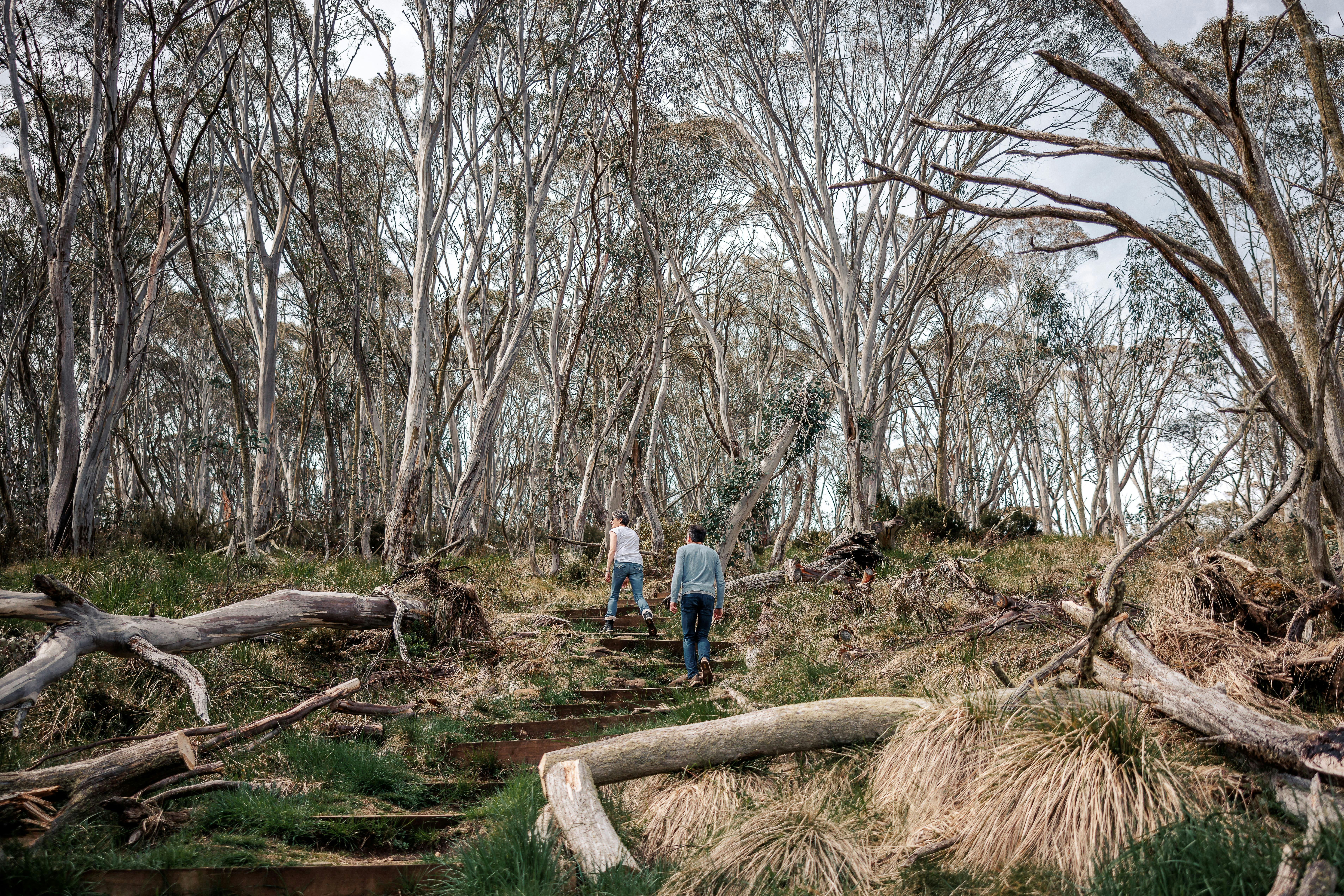 Carmichael Falls walk