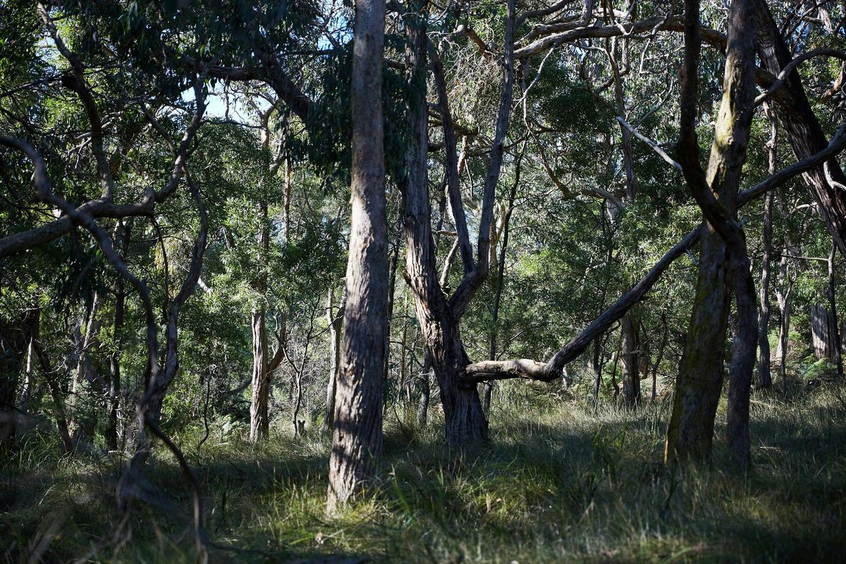Mornington Peninsula