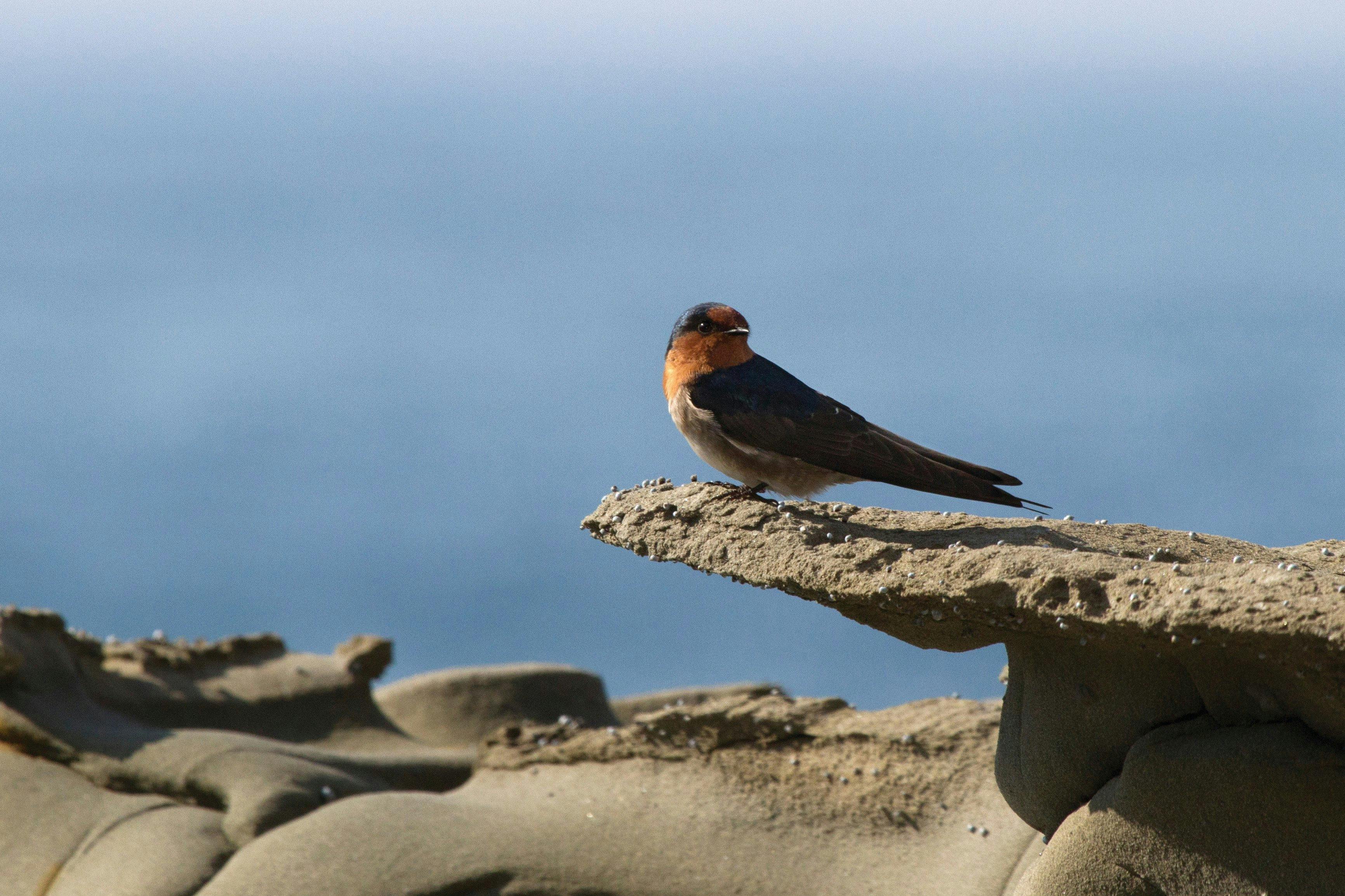 Bunurong Marine and Coastal Park