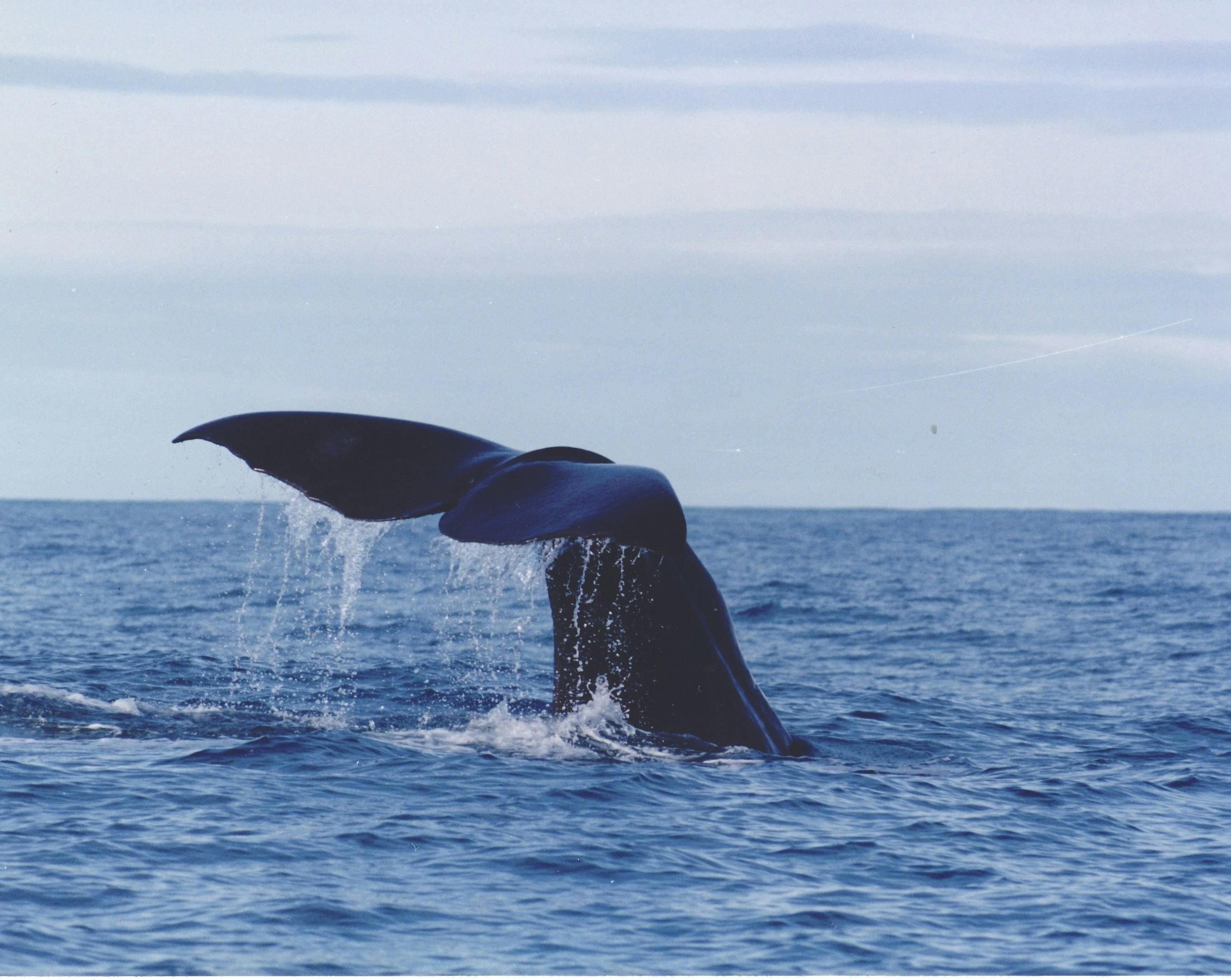 Whales cruise by close to shore. A great whale and wildlife spot with prolific birdlife& koalas,