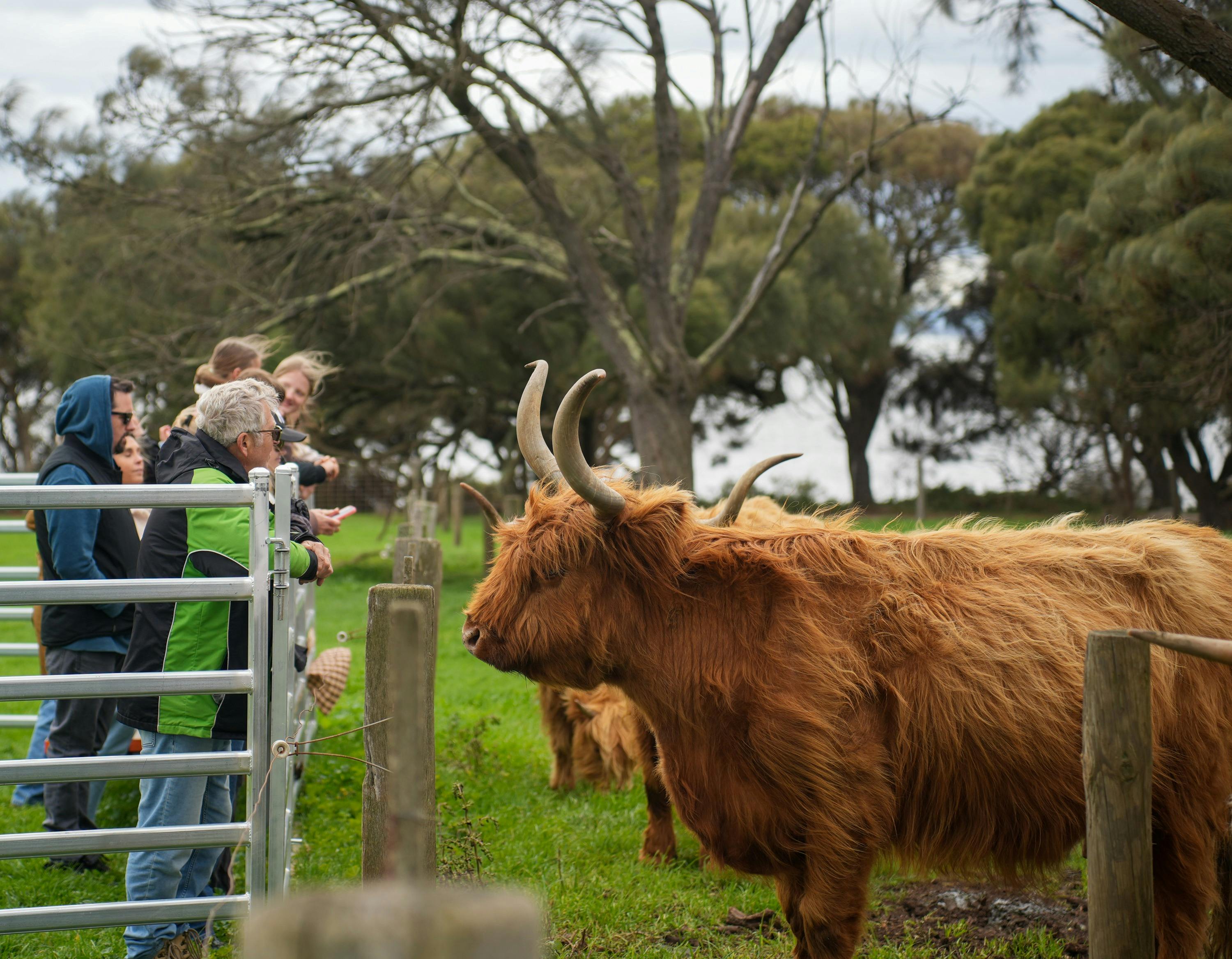 Highland Cattle Experience