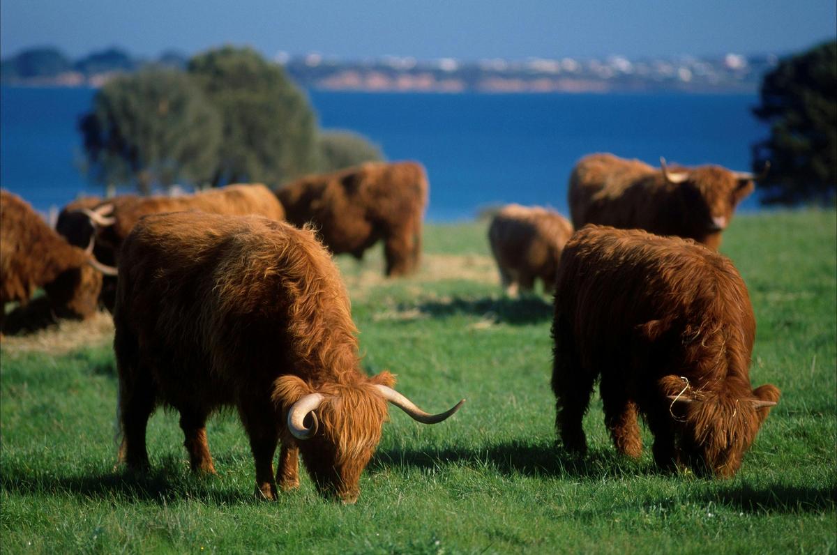 Highland Cattle