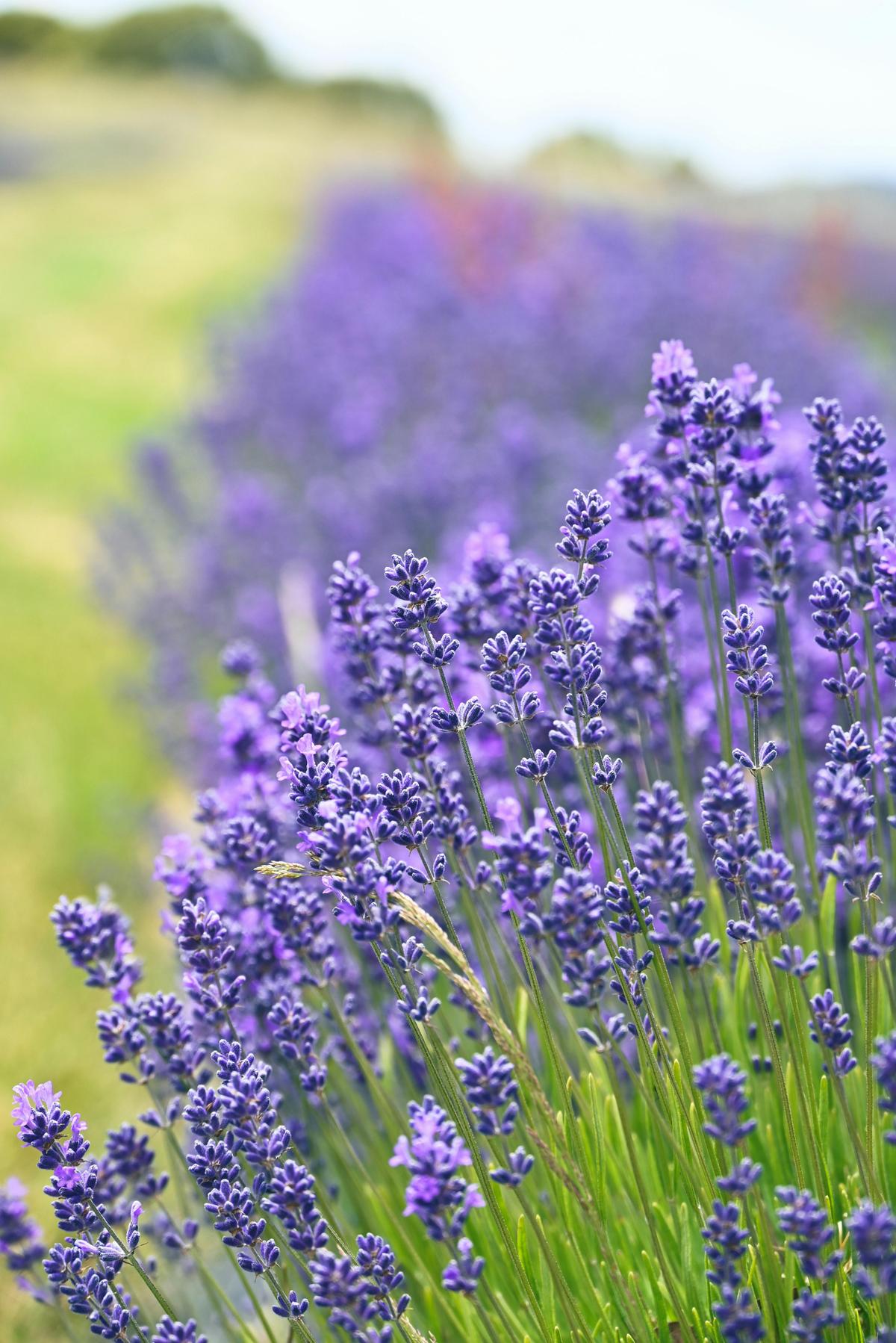 Lavender