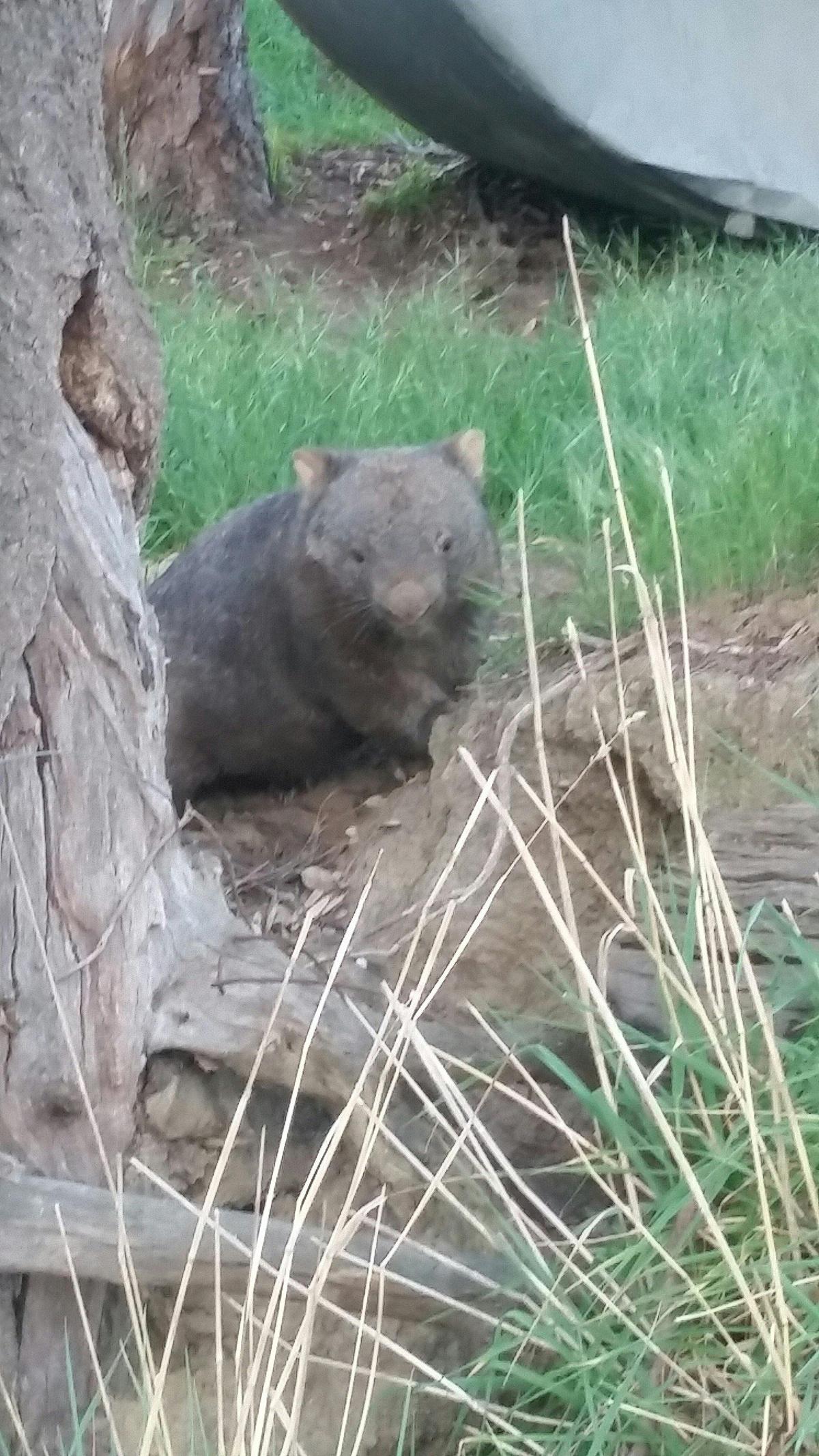 Another of our regular guests on the property