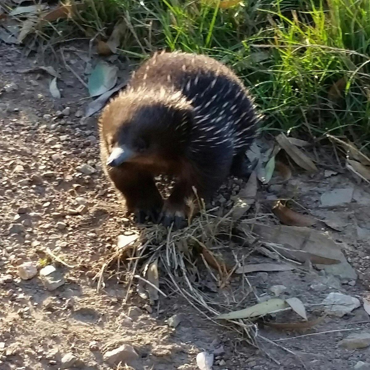 One of our occasional guests on the property