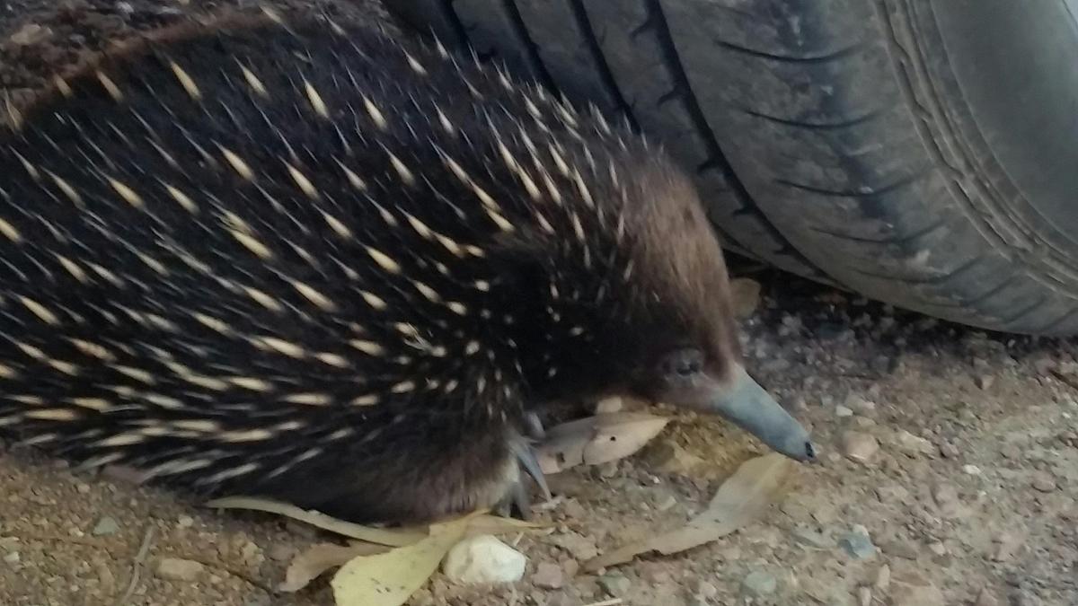 One of our wildlife guests