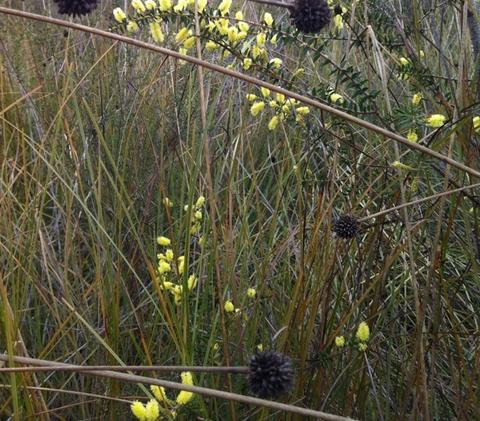 Buttongrass Nature Trail