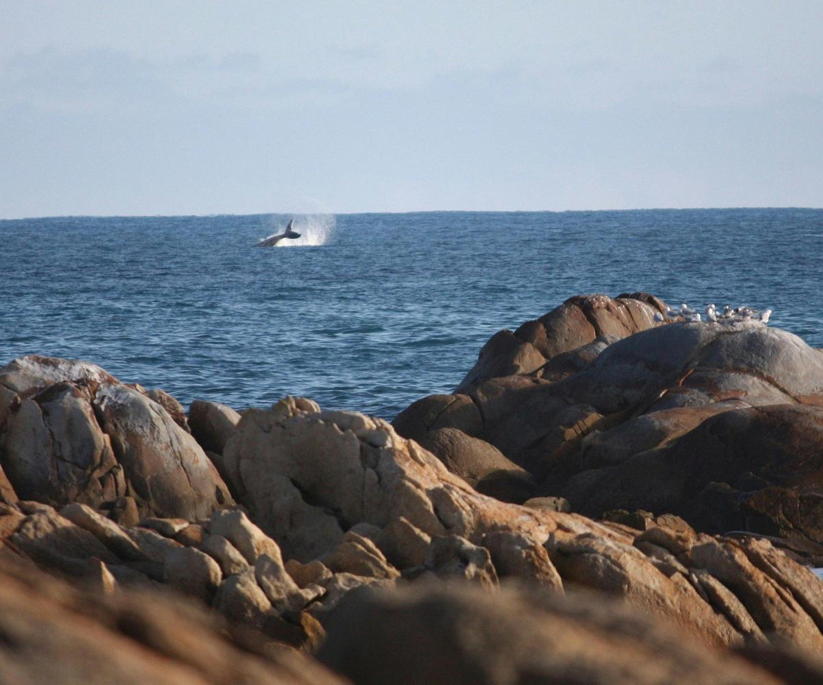 Cape Conran Coastal Park