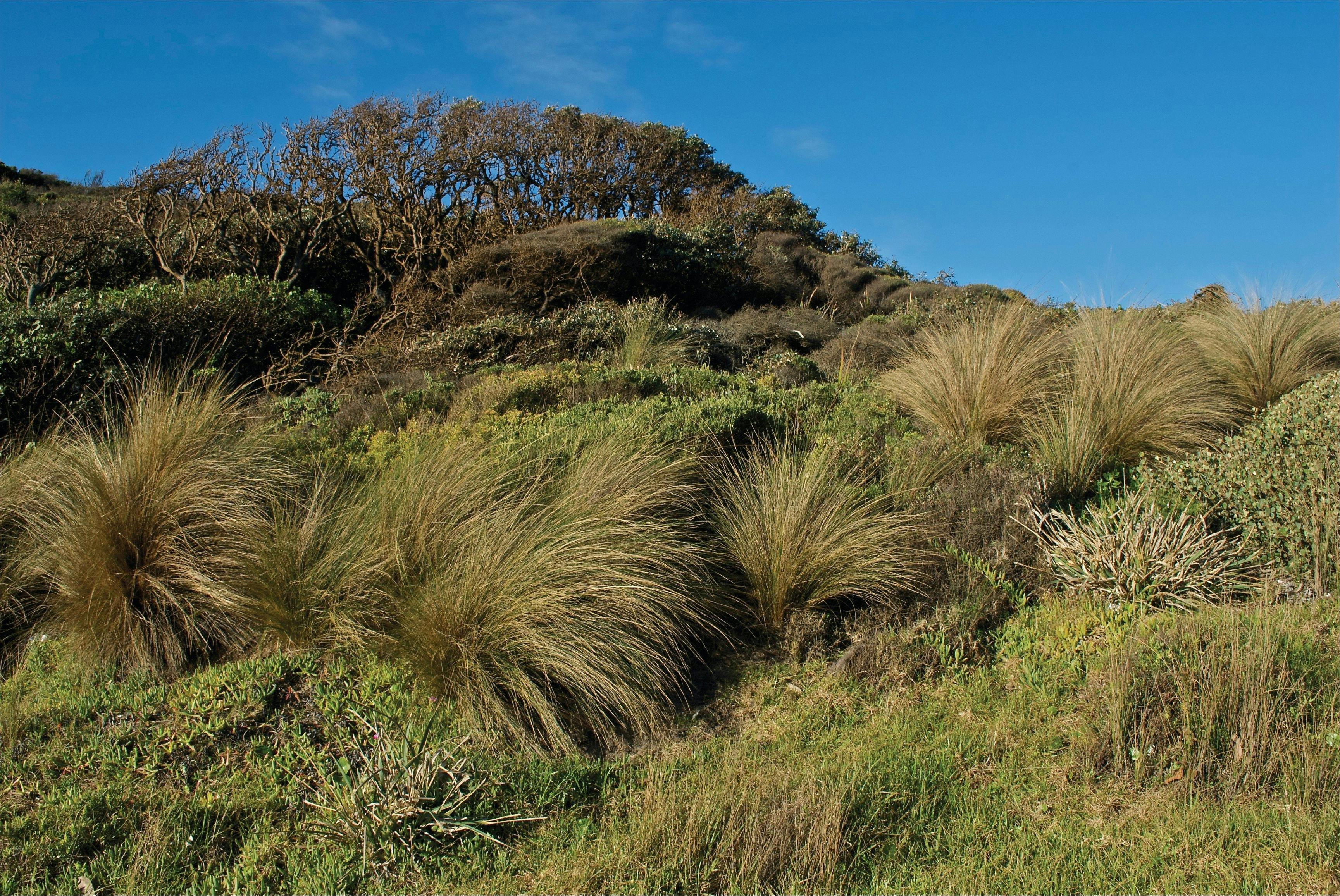 Cape Conran Coastal Park