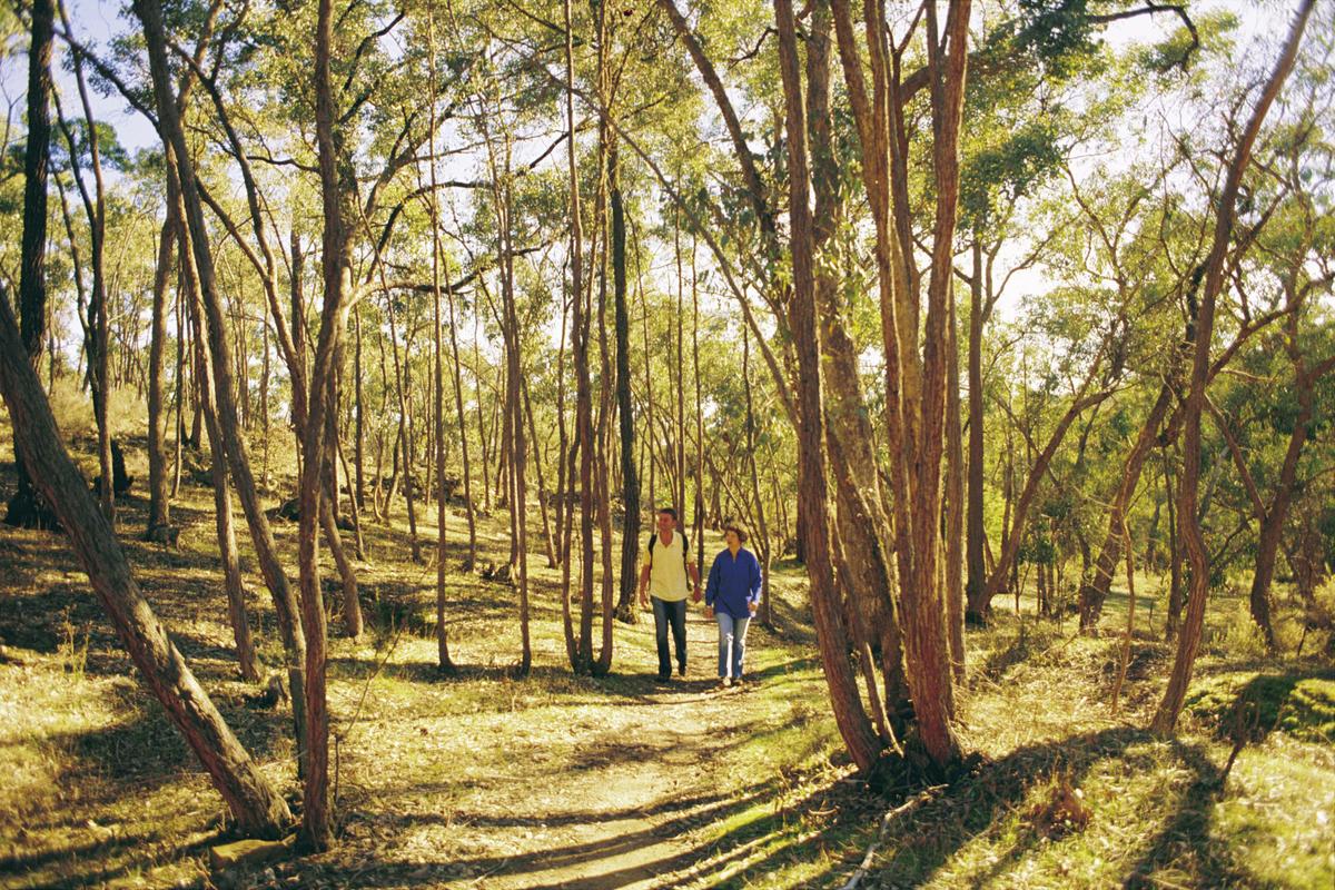 Bushwalking  - Castlemaine