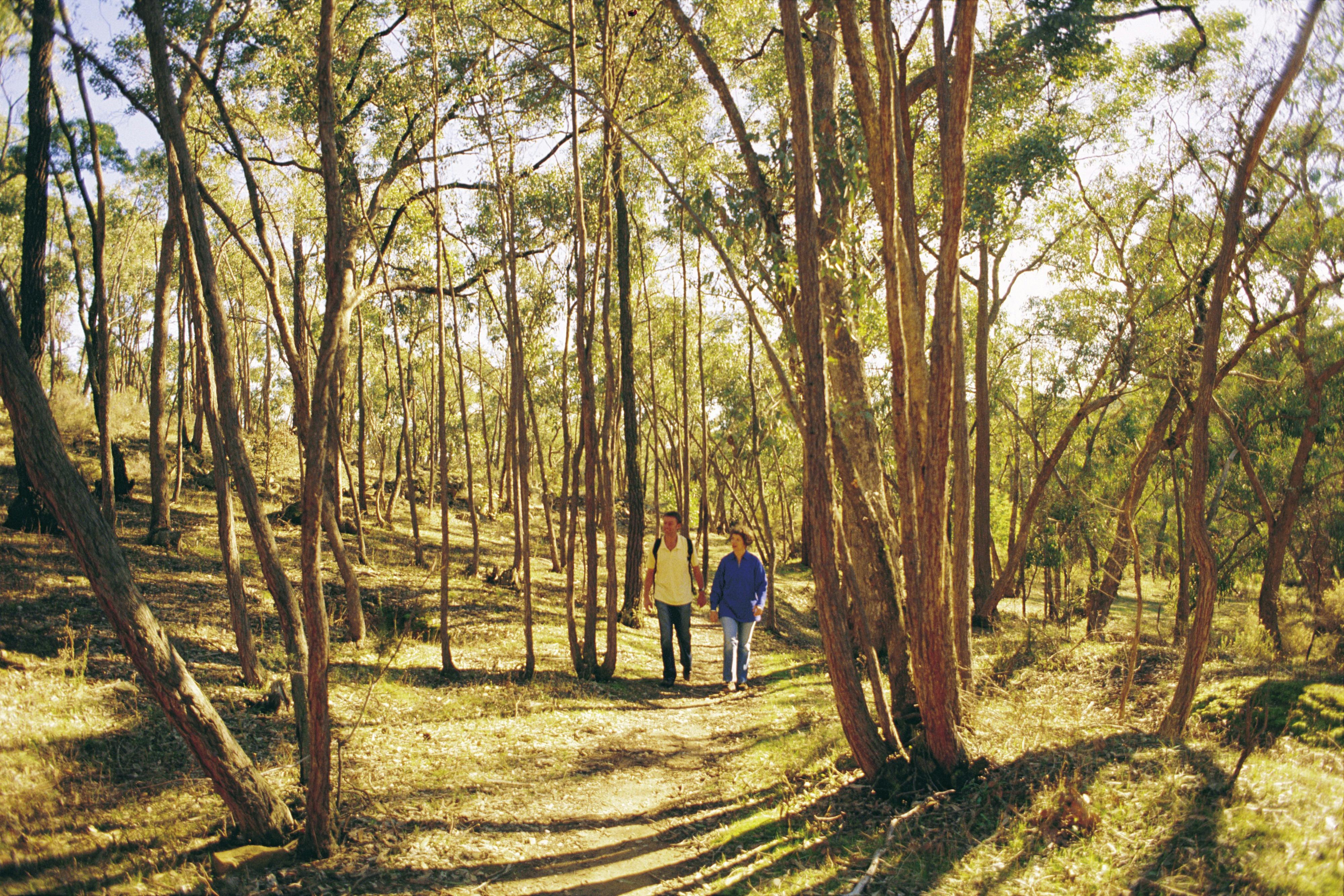 Bushwalking  - Castlemaine