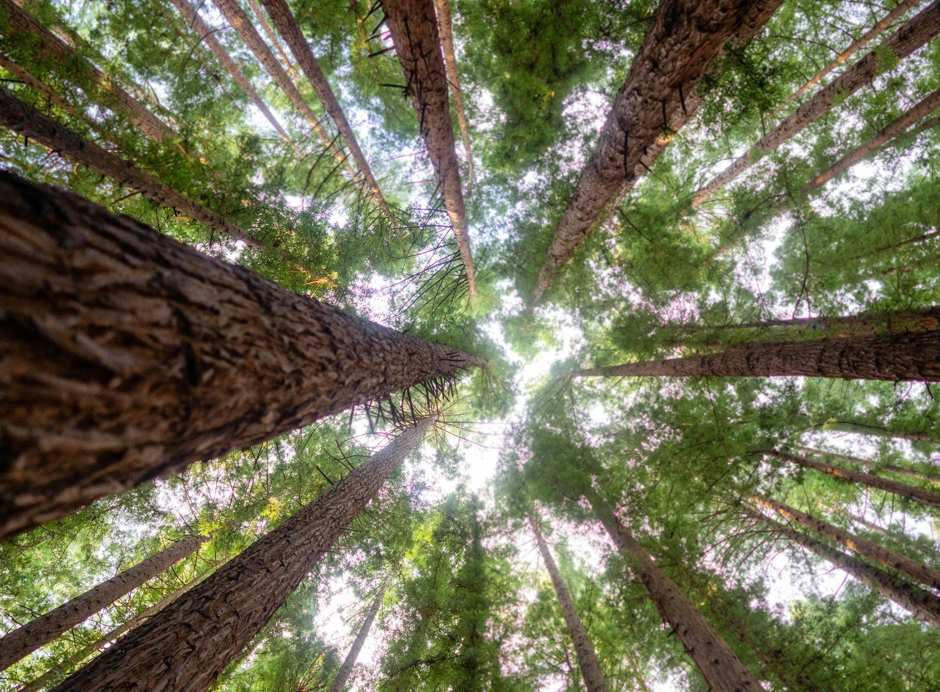 Californian Redwood Forest