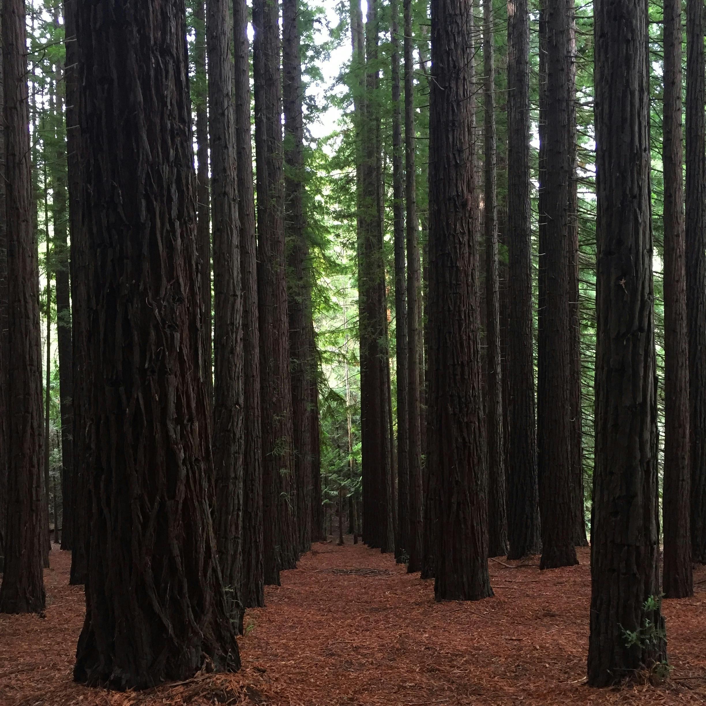 Californian Redwood Forest