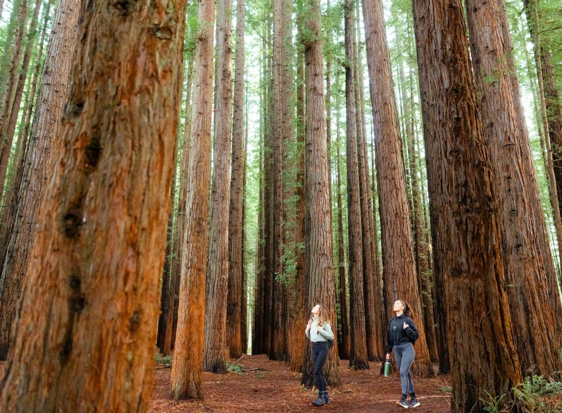 Californian Redwood Forest