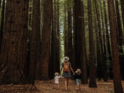Californian Redwood Forest